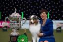 Solihull hero wins Best in Show at Crufts with Australian Shepherd