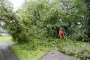 Tree blocking Harpenden road