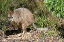 One of the original Brent Lodge wallabies