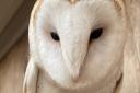 Fine vintage: Shiraz the barn owl
