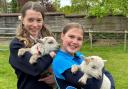 Woolly friends: pupils handle the new lambs at St Augustine's