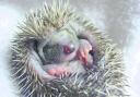 The baby hedgehog is now being taken care of by the centre.