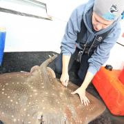 With £208,000 of National Lottery funding, Ulster Wildlife was able to train three dedicated anglers to tag skates