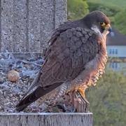 Parent in waiting: one of Ealing's celebrated raptors