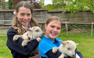 Woolly friends: pupils handle the new lambs at St Augustine's