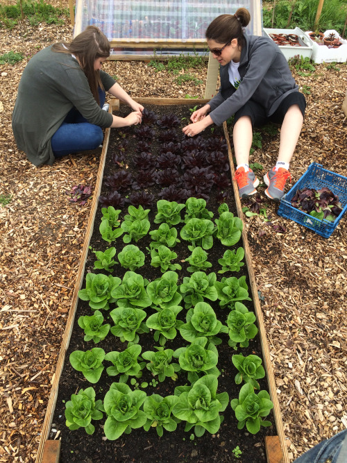 Growing your way to wellbeing: Ealing social enterprise aids mental health through gardening