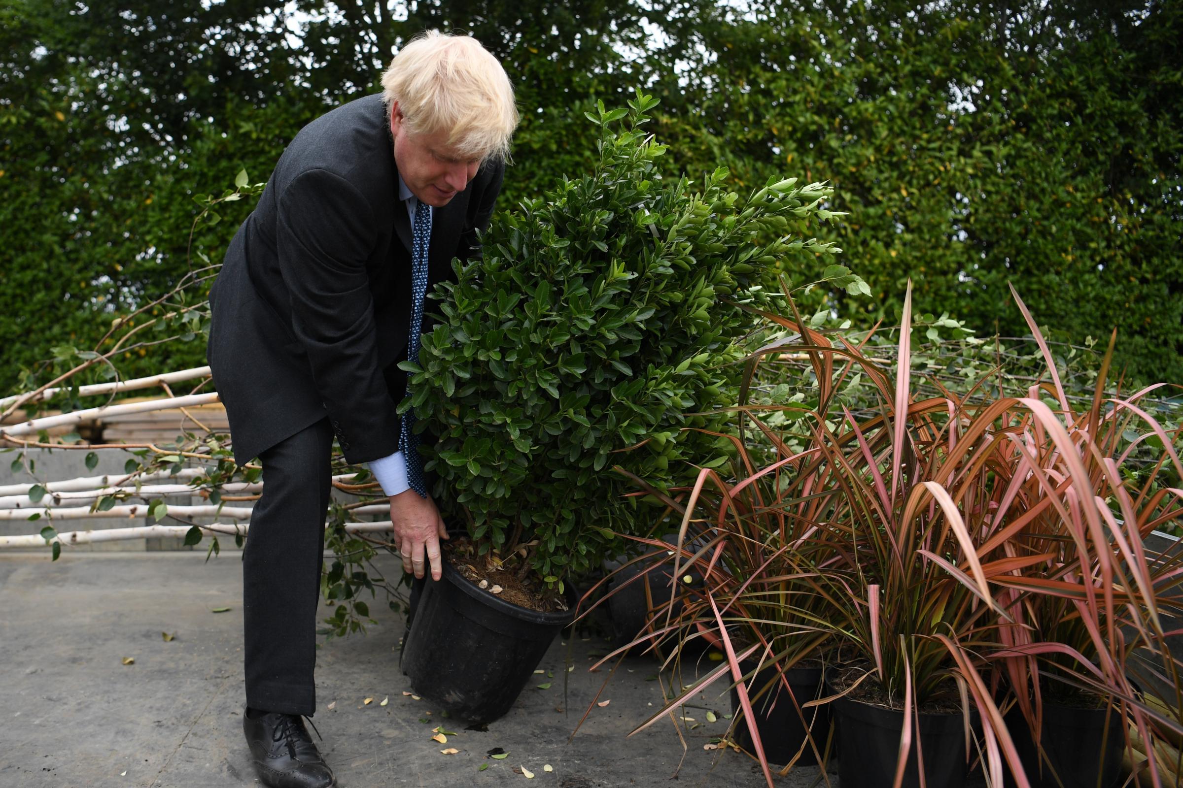 Tories pledge to triple tree-planting and launch ocean fund - Ealing Times