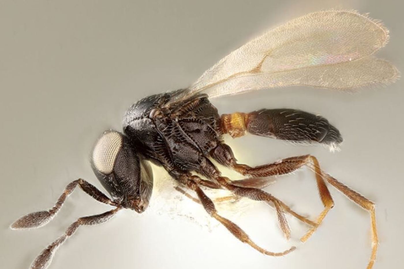 New wasp species named after Idris Elba - Ealing Times