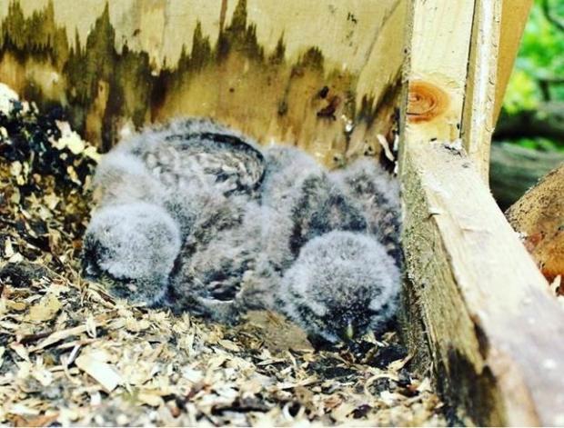 Ealing Times: HATCHED: Little Owl babies in Ealing. They can grow to 23 cm high and can weigh 220g
