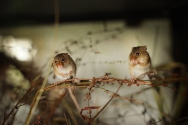 Ealing Times: Two harvest mice ready for rewilding - Credit James Morton