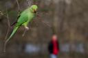 Parakeets cause a racket as debate around Defra culling continues