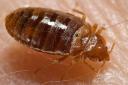 Bed bugs: they crossed the Channel after Paris outbreak