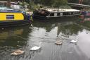 Swans which would normally be seen at the Regents Canal / Grand Union Canal