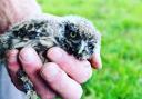 Little owl owlets have hatched in a nest box in Ealing.