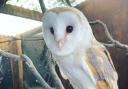 Have you seen her? Shiraz, the missing barn owl