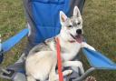 Huskies set to take Crufts stage after owners meet sled racing