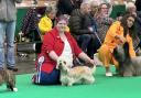 Dog who helped owner with depression set to compete at Crufts