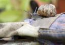 New friends in snails and slugs