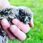 Little owl owlets have hatched in a nest box in Ealing.