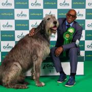 Amoo won Crufts prestigious Best in Show title in 1987 with an Afghan Hound called Viscount Grant.