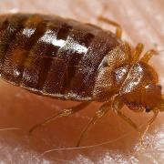 Bed bugs: they crossed the Channel after Paris outbreak