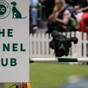 'Unicorn' dog set to take centre stage at Crufts