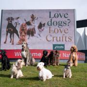 With Crufts just two days away, visitors to the world’s biggest and best dog event will have the chance to meet over 200 breeds at the trailblazing Discover Dogs exhibition