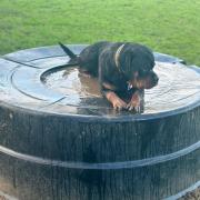 A Milton Keynes dog owner is eyeing up Crufts hat-trick