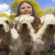 Challenger with her Sealyham Terriers