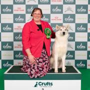 Helen Taylor-Morris from Ross-on-Wye- triumphed in the Siberian Husky category with Nellie