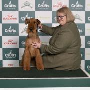 Selsey dog owner claims back-to-back Best of Breed at Crufts