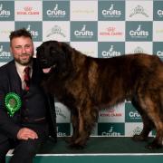 Shane Tychowski with his Estrela Mountain Dog Cossus at Crufts