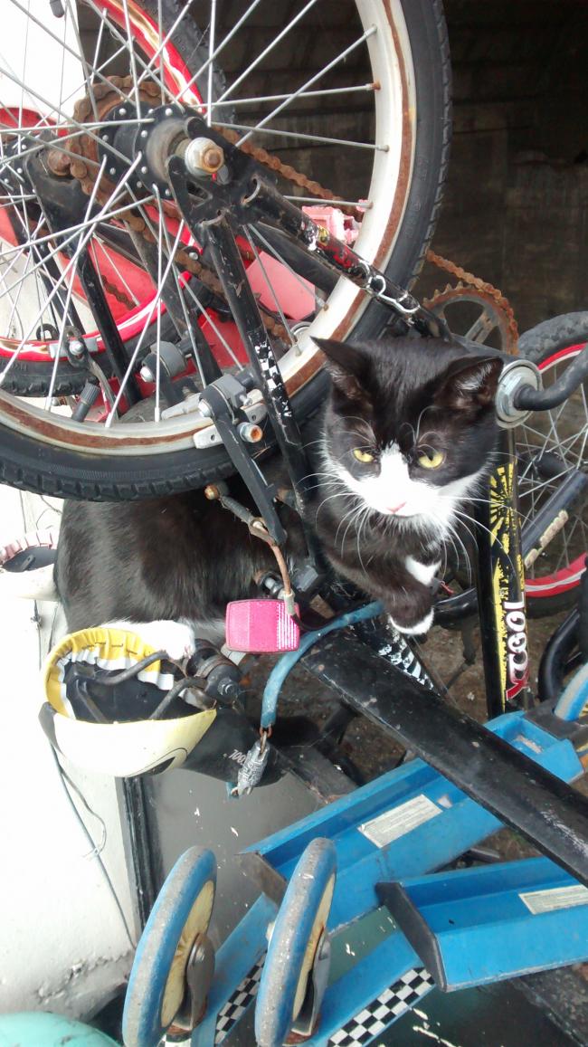 Cat-astrophe averted after Ealing feline rescued from mountain bike