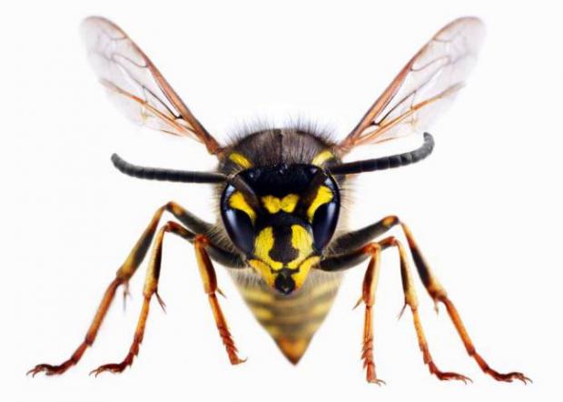 Ealing Times: A wasp